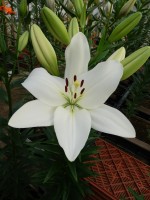 [5596 VH26 Rodengo No02.JPG]